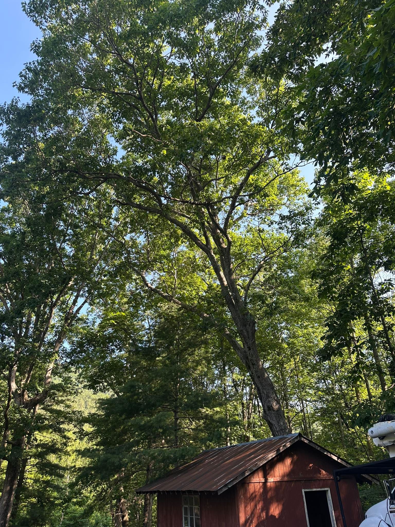 Tall tree over a small red building with sunlight.