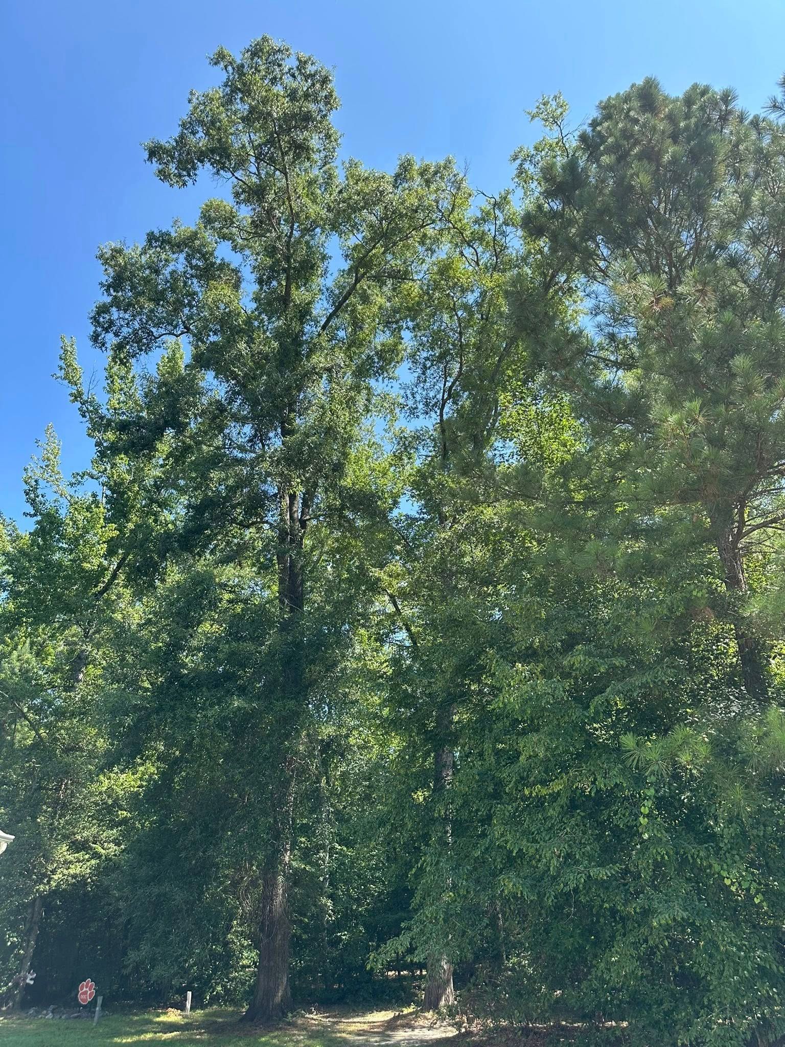 Tall trees with green foliage against a bright blue sky.