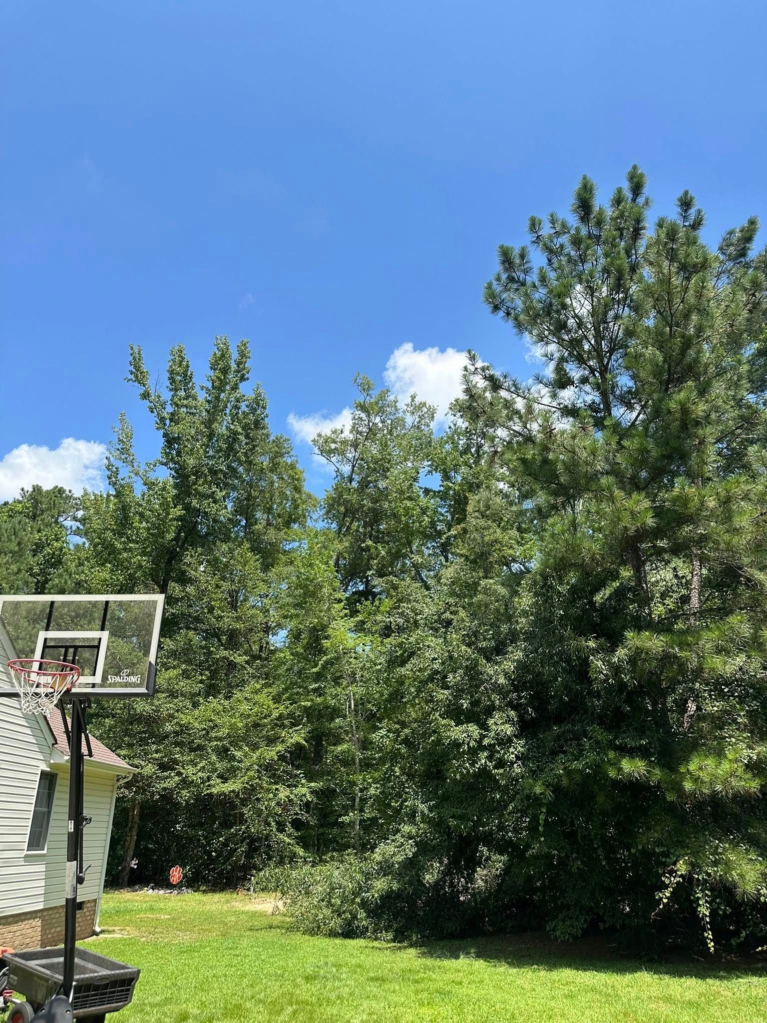 Basketball hoop in a grassy yard, trees behind it, sunny day.