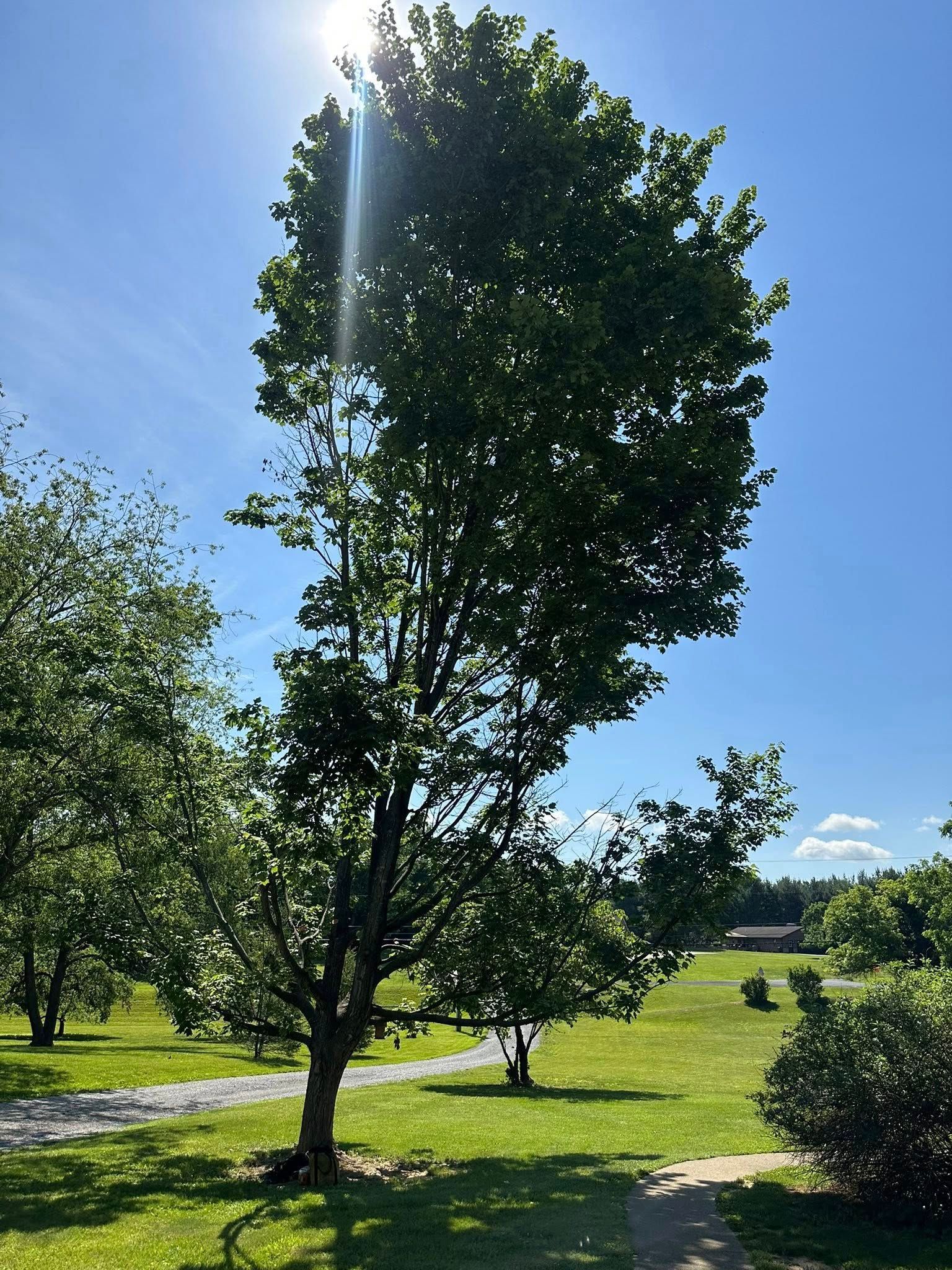Tall green tree against a bright blue sky, with sunlight filtering through the leaves.
