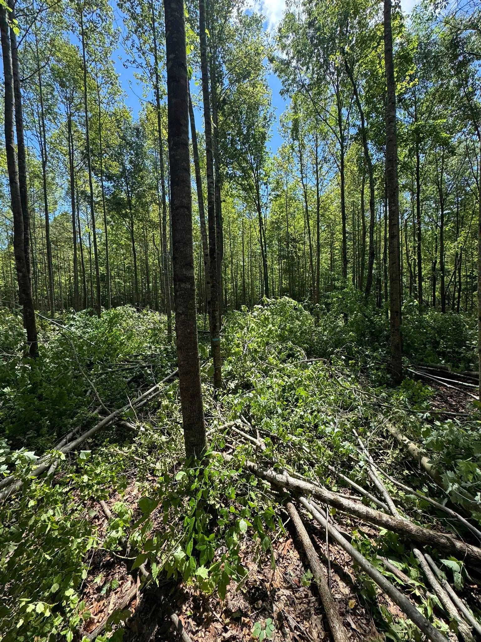 Forest scene: green foliage, tall trees, and cut branches on the ground under a blue sky.