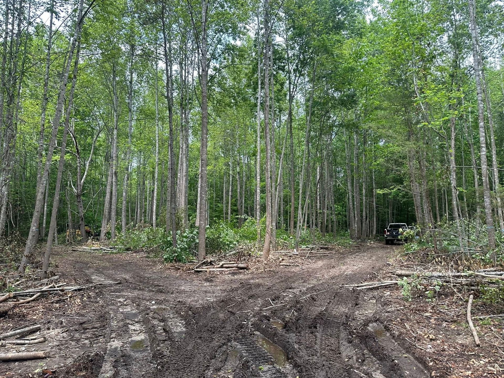 Dirt road through a forest with tall, thin trees and green foliage. A vehicle is visible.