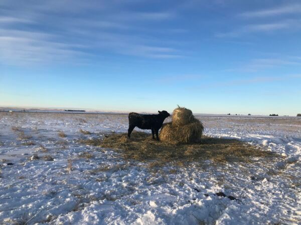 Black cow standing near hay bale in snow-covered field under a blue sky.