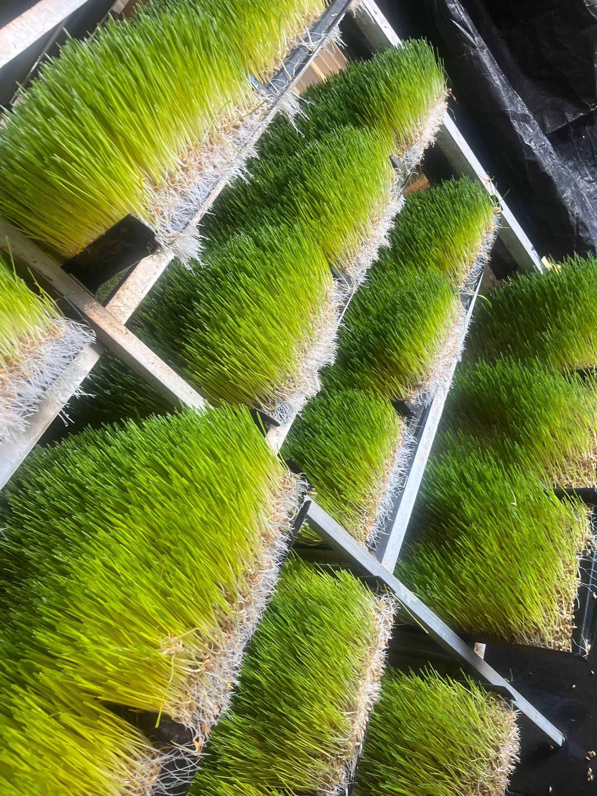 Rows of bright green wheatgrass sprouts growing in trays, roots visible.