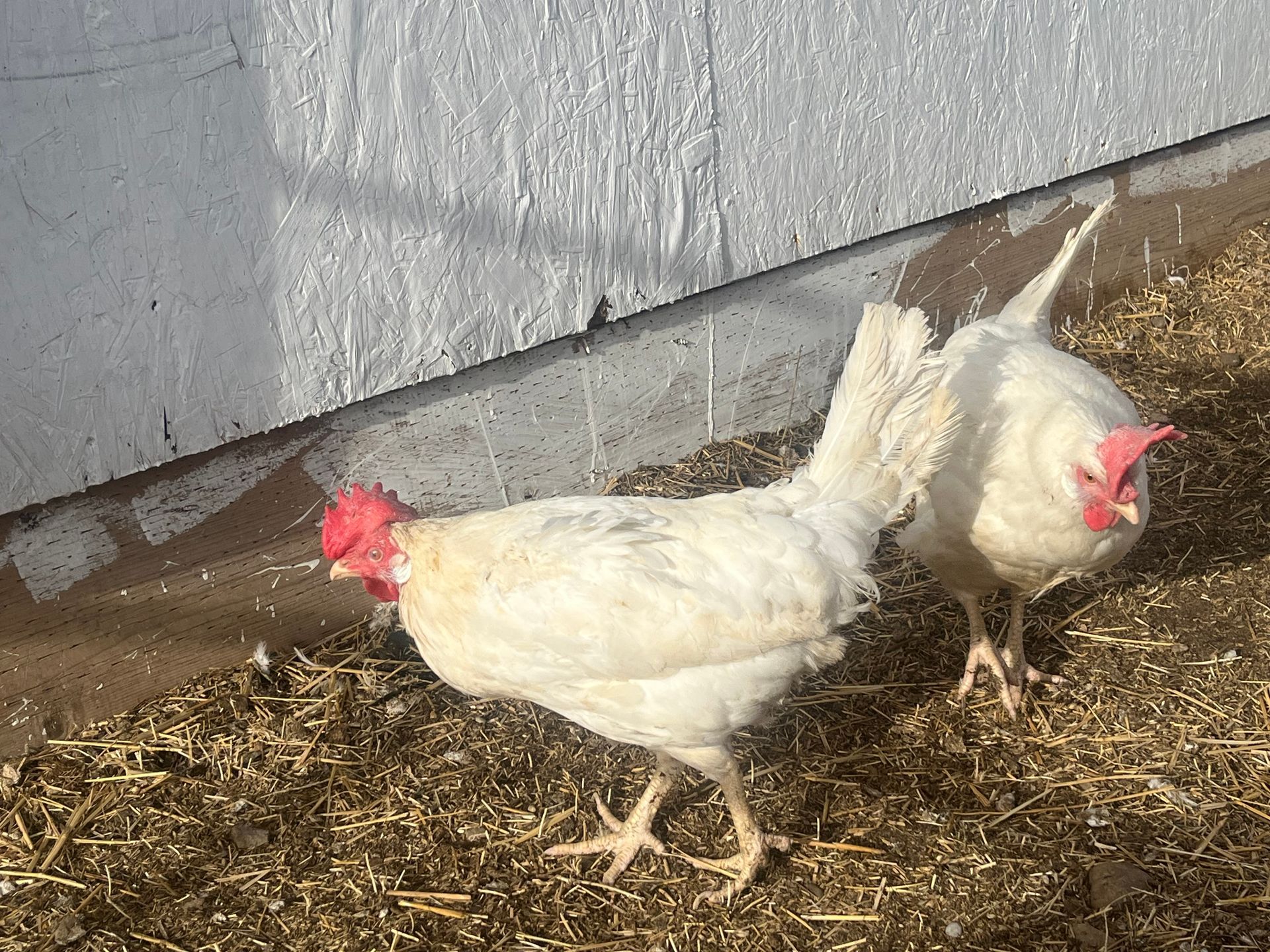Two white chickens with red combs and wattles near a white wall, standing on straw.