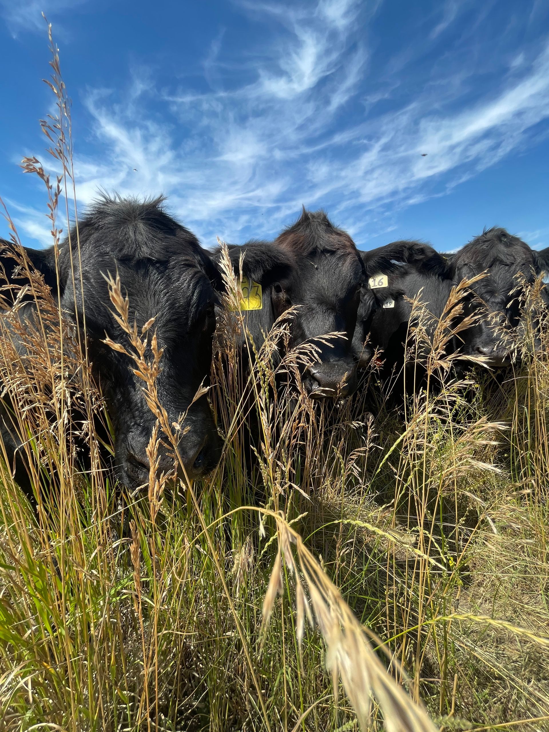 Black cows grazing in tall, dry grass under a bright blue sky with wispy clouds.