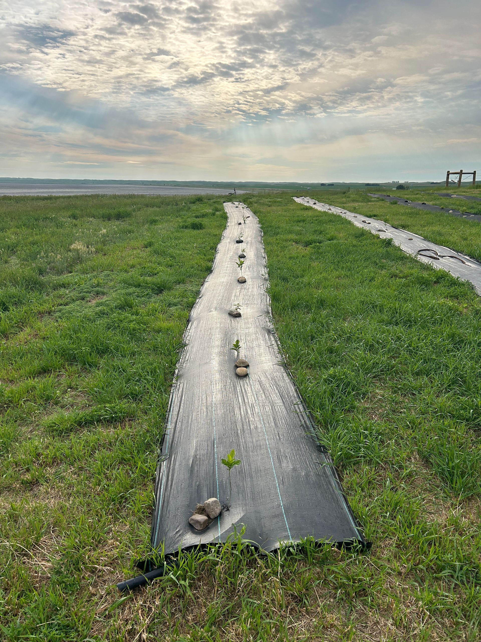 Black plastic pathways in a grassy field, held down by rocks, under a cloudy sky.