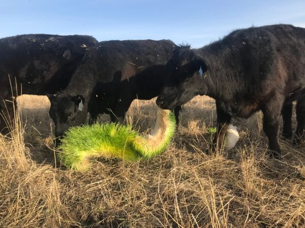 Black cows eating a large patch of bright green sprouts in a field of dry grass.