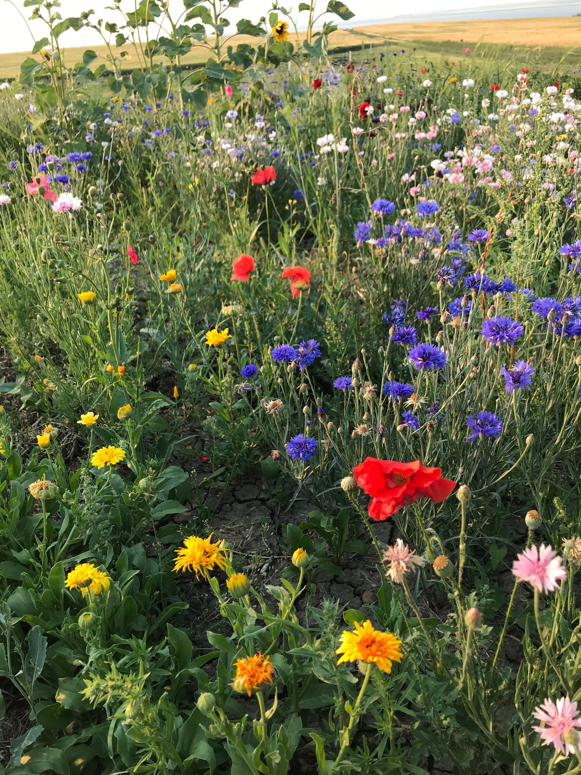 Field of colorful wildflowers, including red poppies, blue cornflowers, and yellow blossoms.