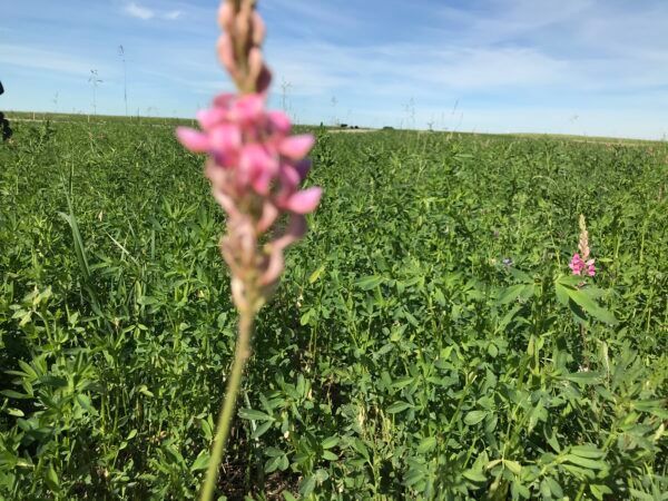 Pink flower stalk in focus, field of green plants with hints of pink flowers under a blue sky.