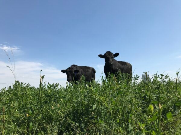 Two black cows stand in tall green grass against a blue sky.