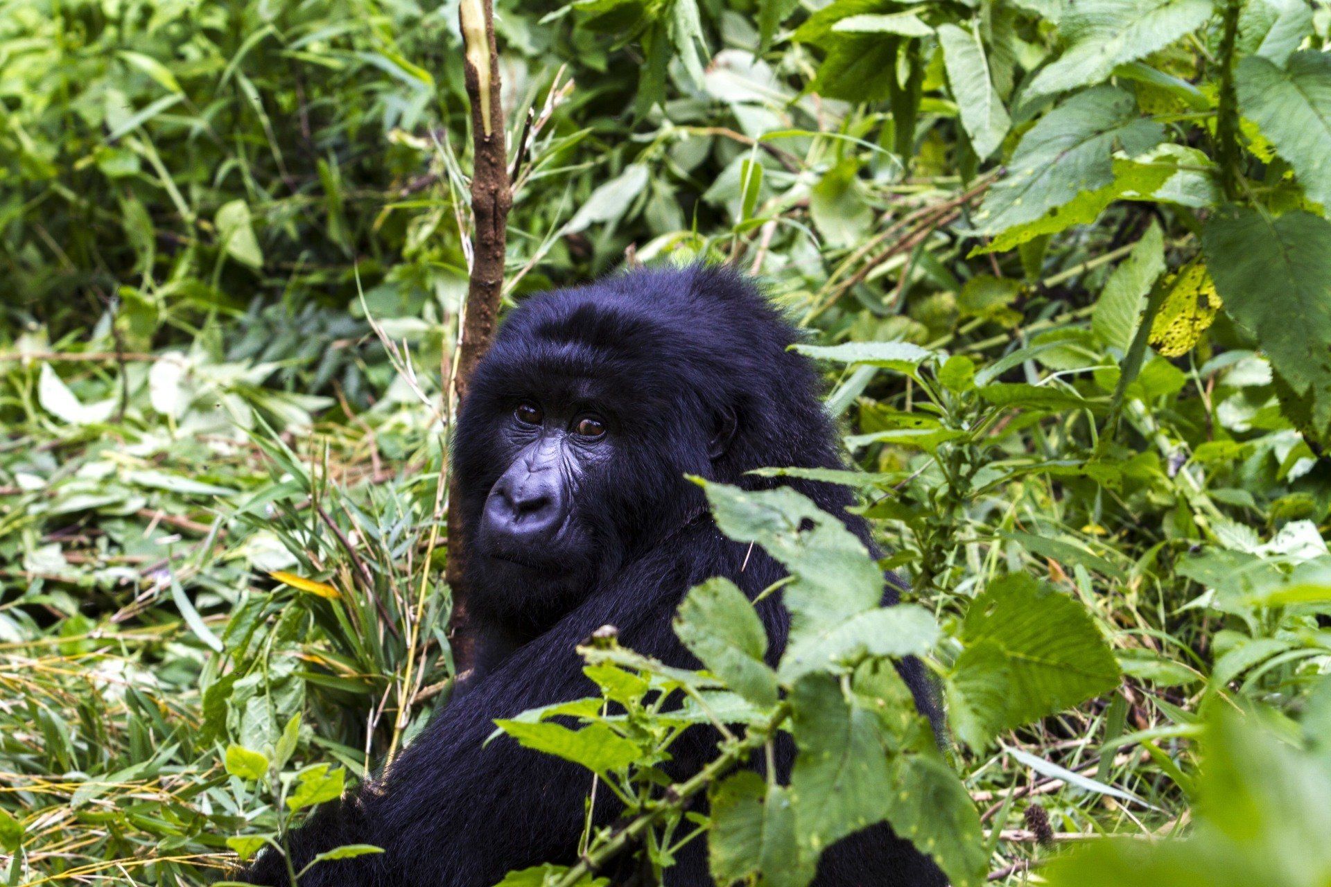 Bwindi Gorilla Safari Uganda by Mist Rwanda Safaris