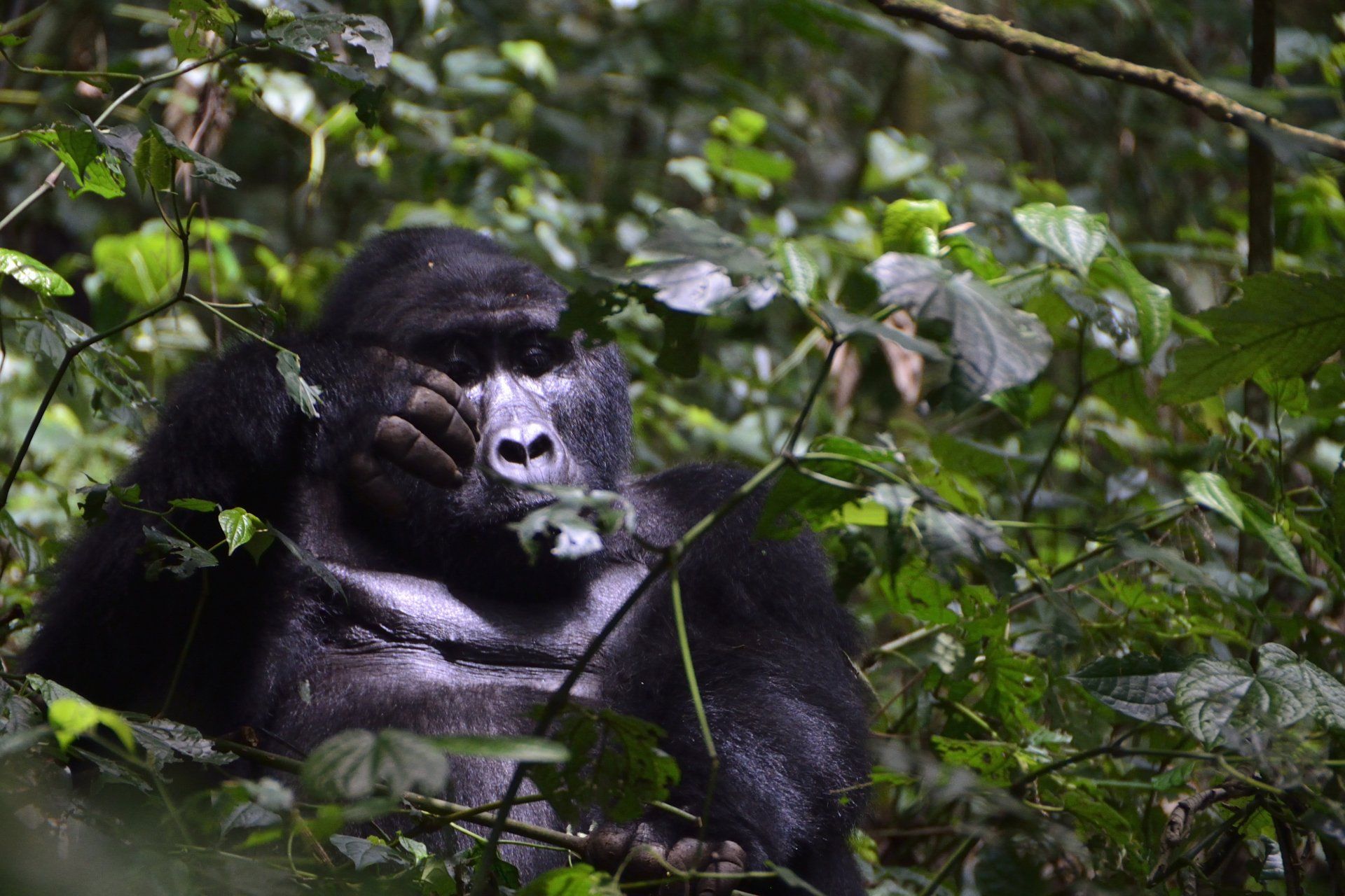 Bwindi Gorilla Safari Uganda by Mist Rwanda Safaris