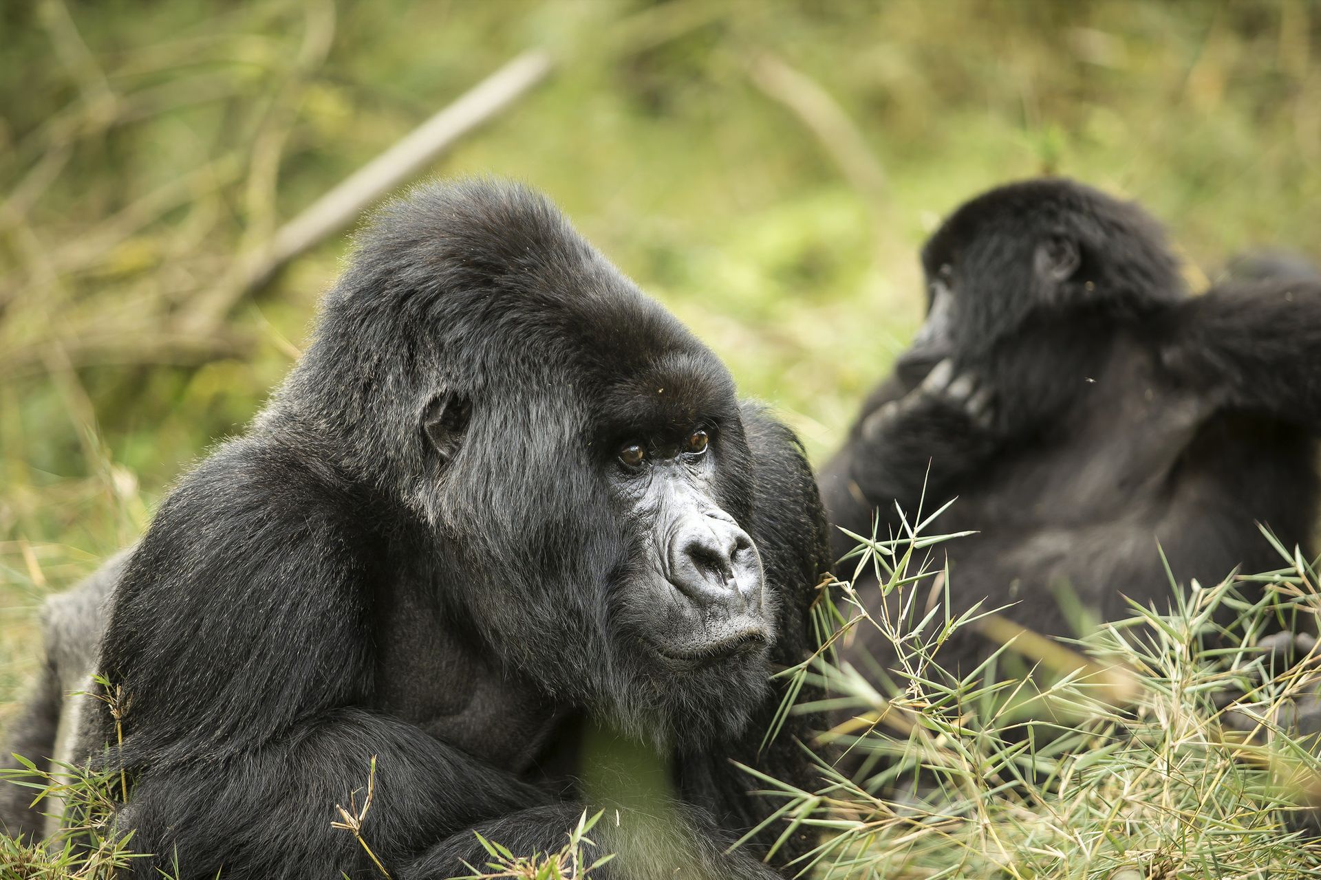 Can I Visit Rwanda For Gorilla Habituation Experience
