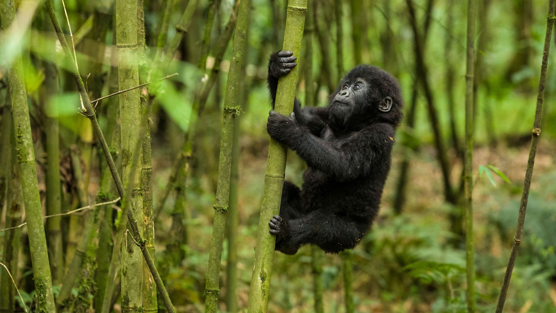 group tours to rwanda