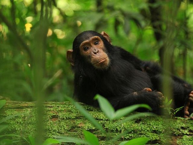 Chimpanzee sitting on forest floor Kibale National Park