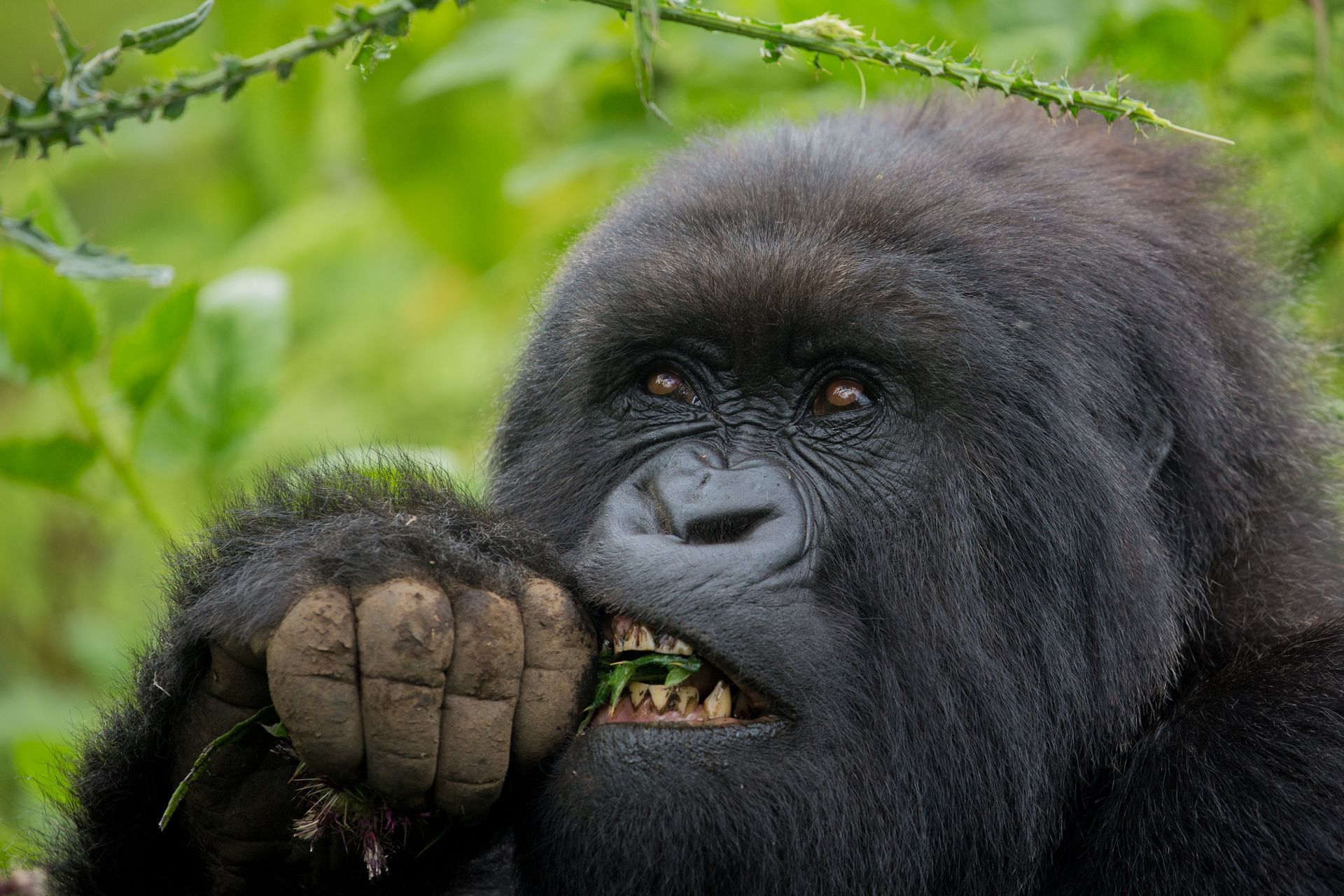 New Gorilla Groups Now Ready For Gorilla Trekking In Bwindi National Park