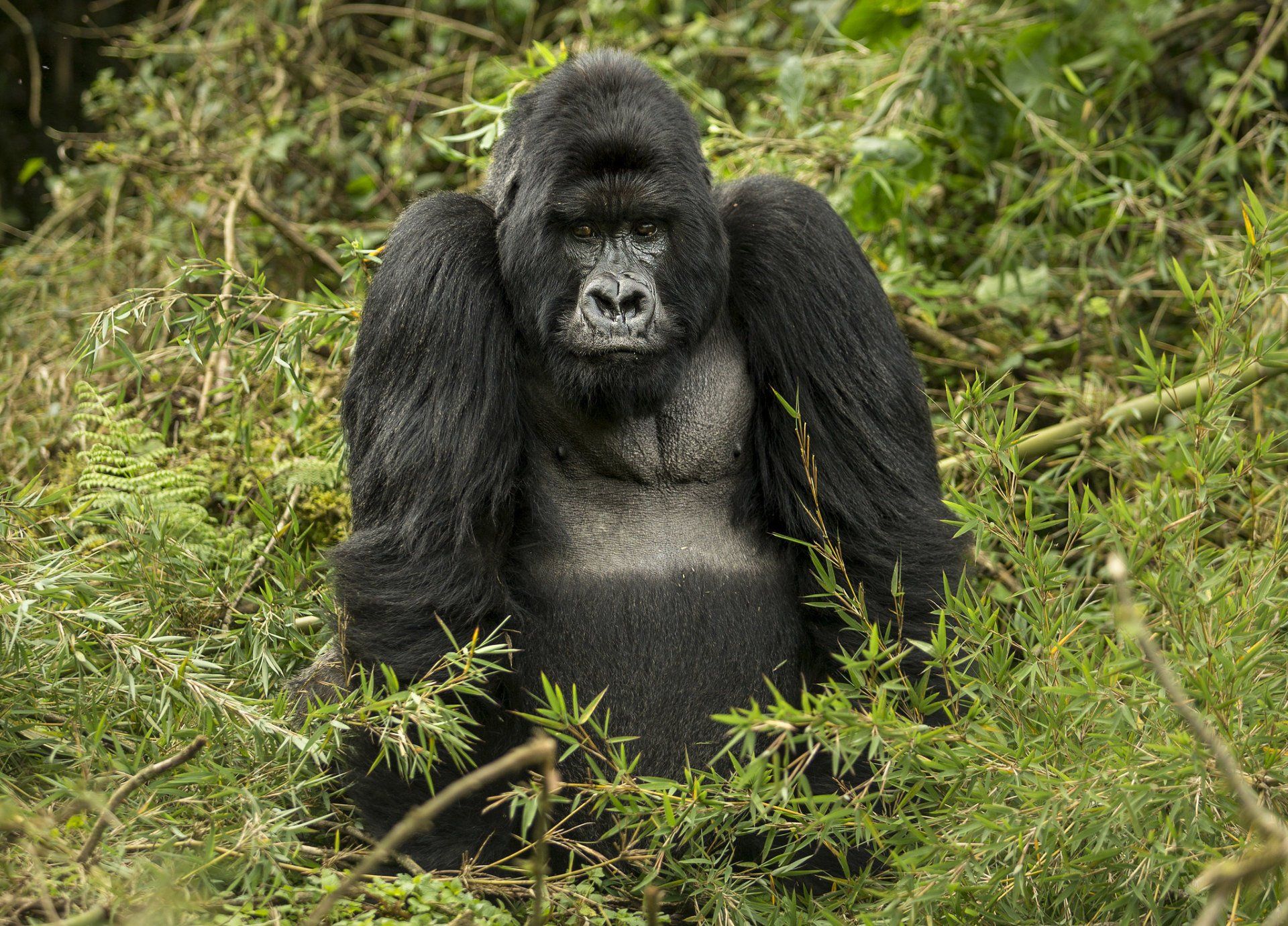 Gorilla tracking safari - Northern Experience Rwanda