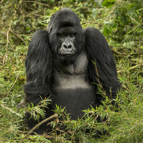 Mountain Gorillas in Rwanda - Mist Rwanda Safaris