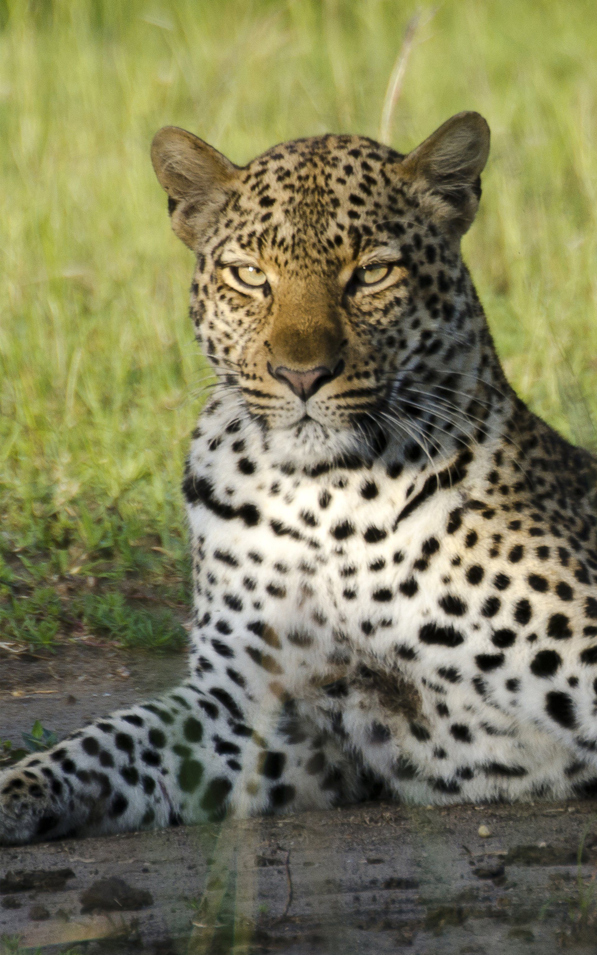 Leopard Primates and Predators Safari Uganda by Mist Rwanda Safaris
