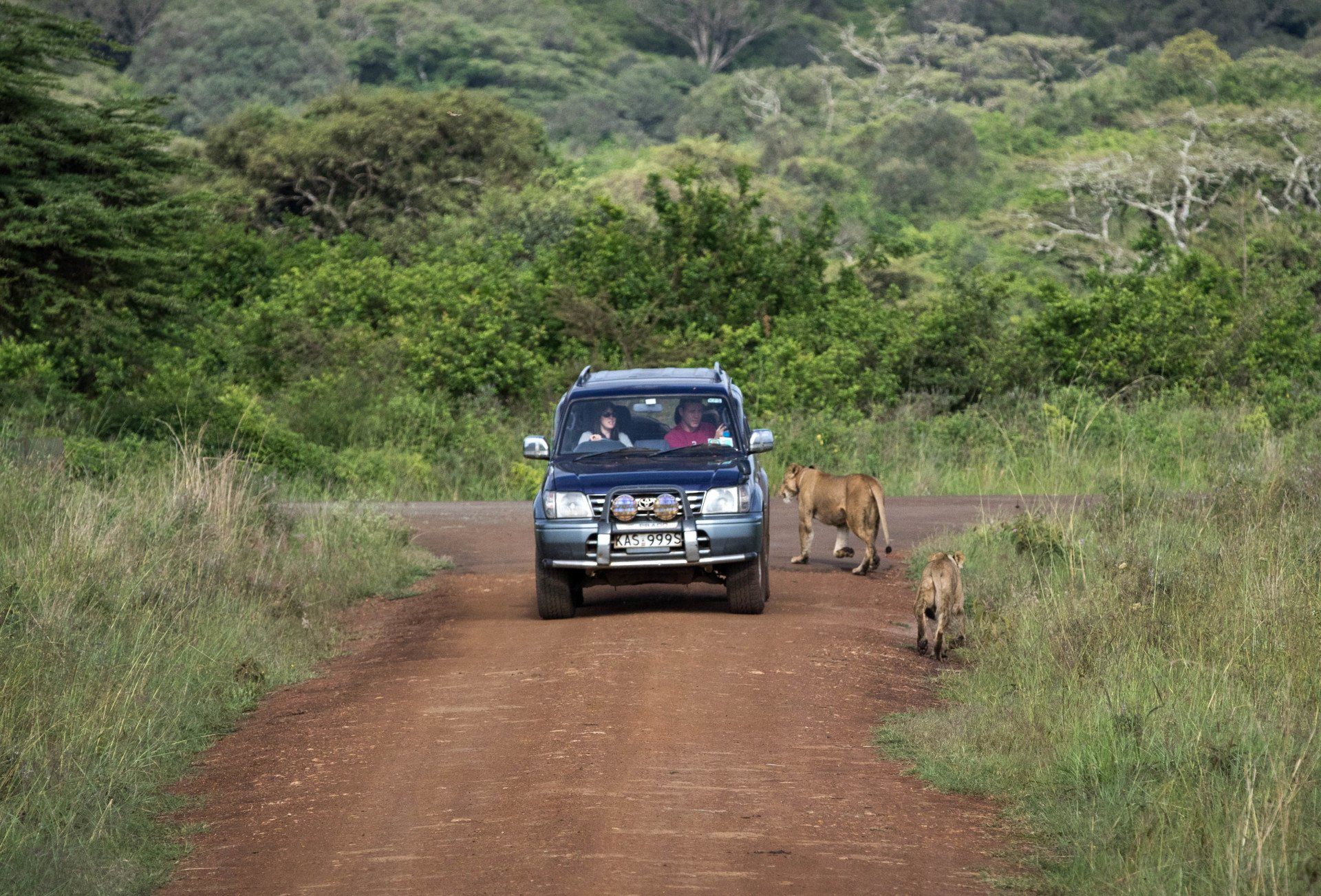 Primates and Predators Safari Uganda by Mist Rwanda Safaris
