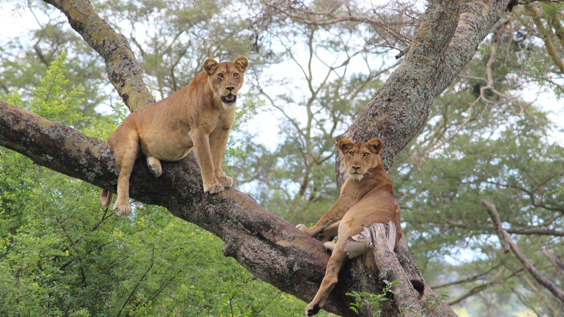 Lions Primates and Predators Safari Uganda by Mist Rwanda Safaris