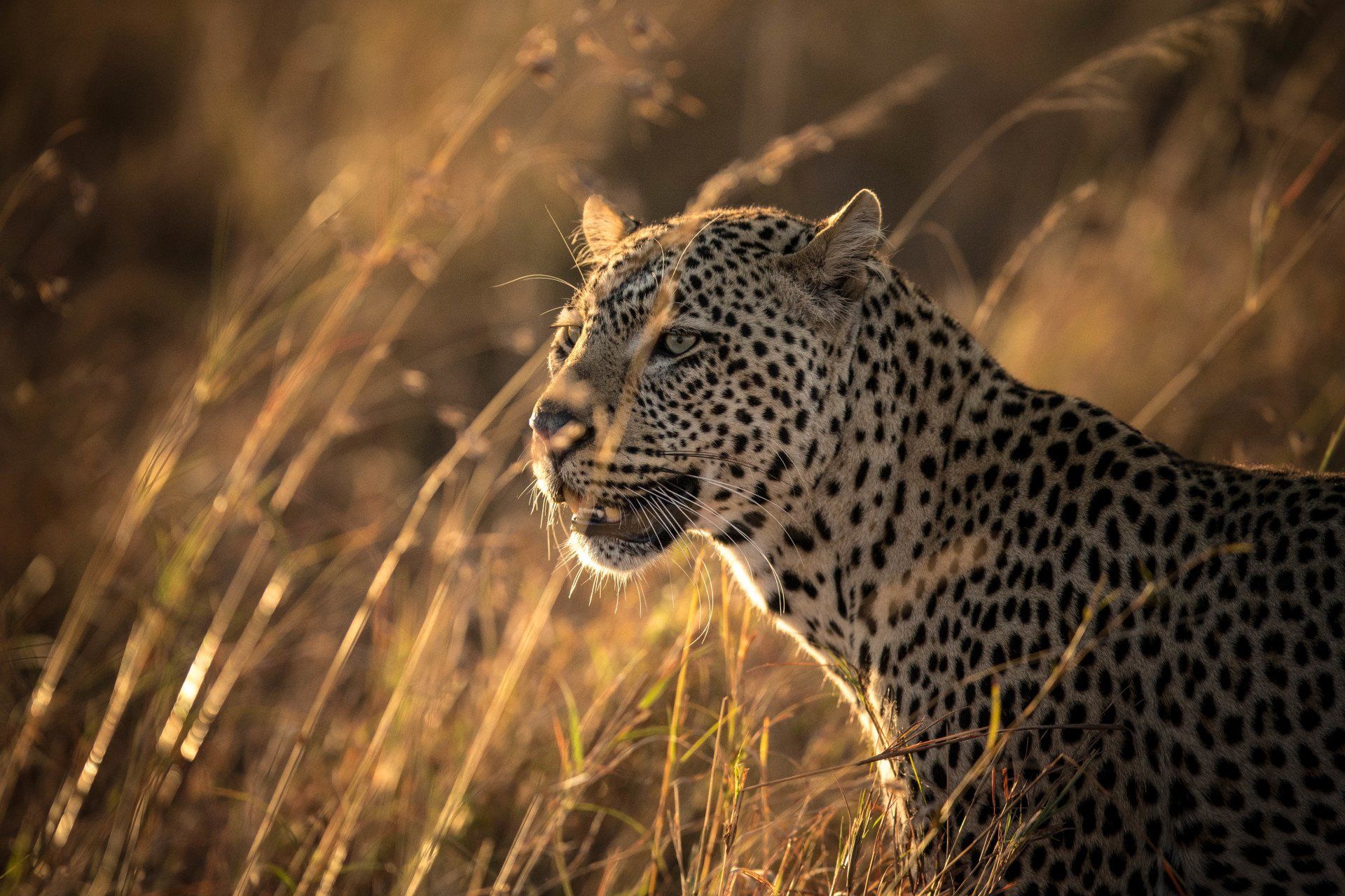 Primates & Predators Safari Uganda by Mist Rwanda Safaris
