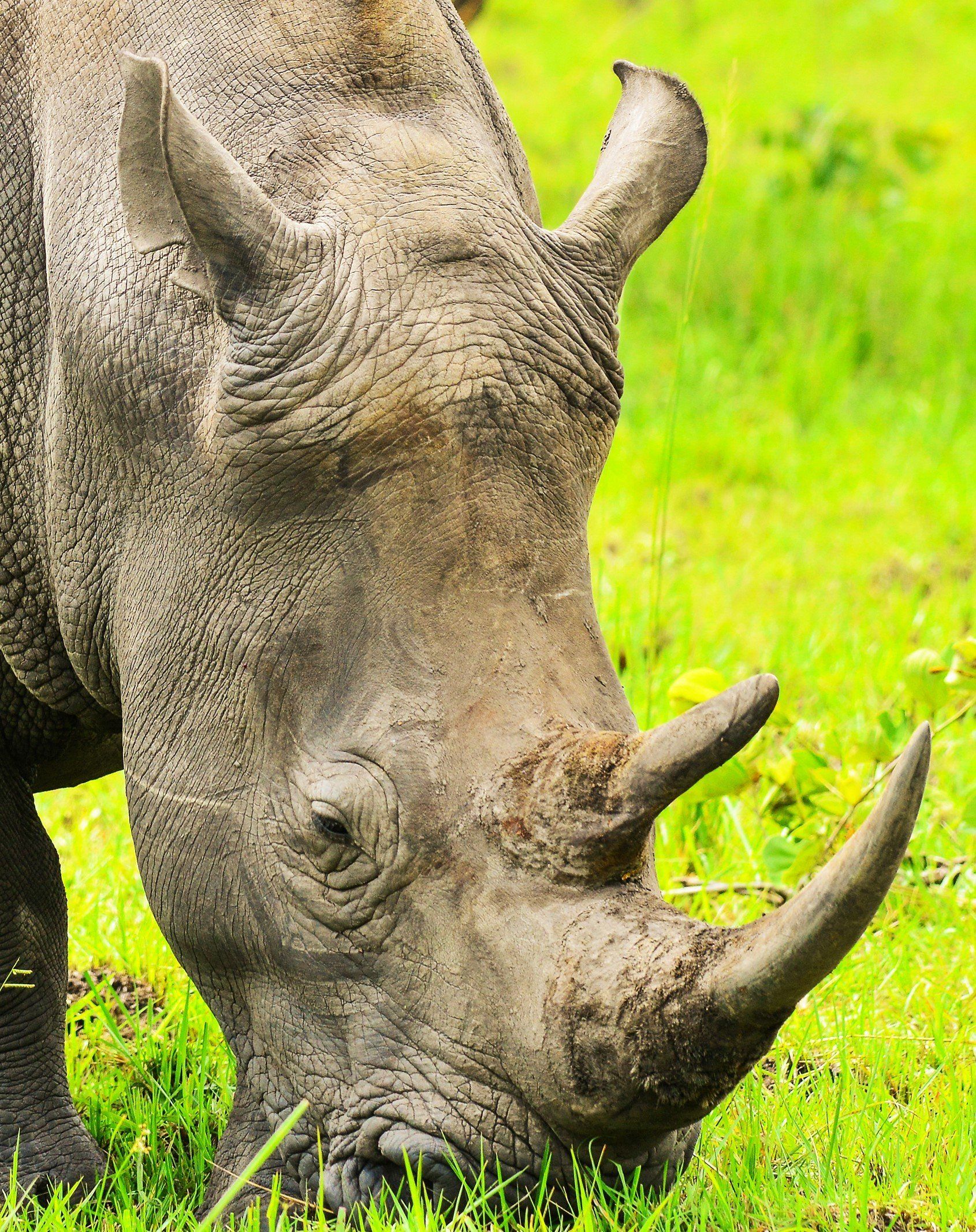 Rhino Uganda Rwanda Combo Tour by Mist Rwanda Safaris