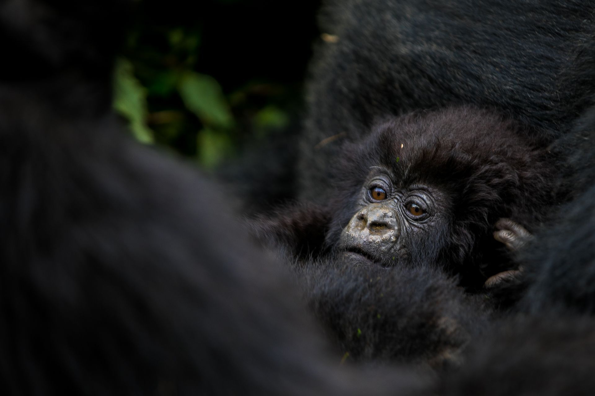 Updated Uganda Gorilla Trekking Permit Rates For 2024-2026

