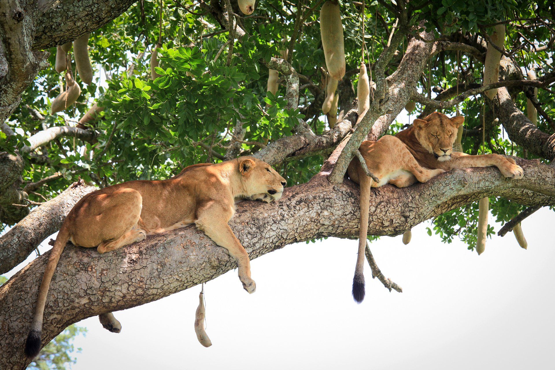 Big 5 & Gorilla Safari Uganda by Mist Rwanda Safaris