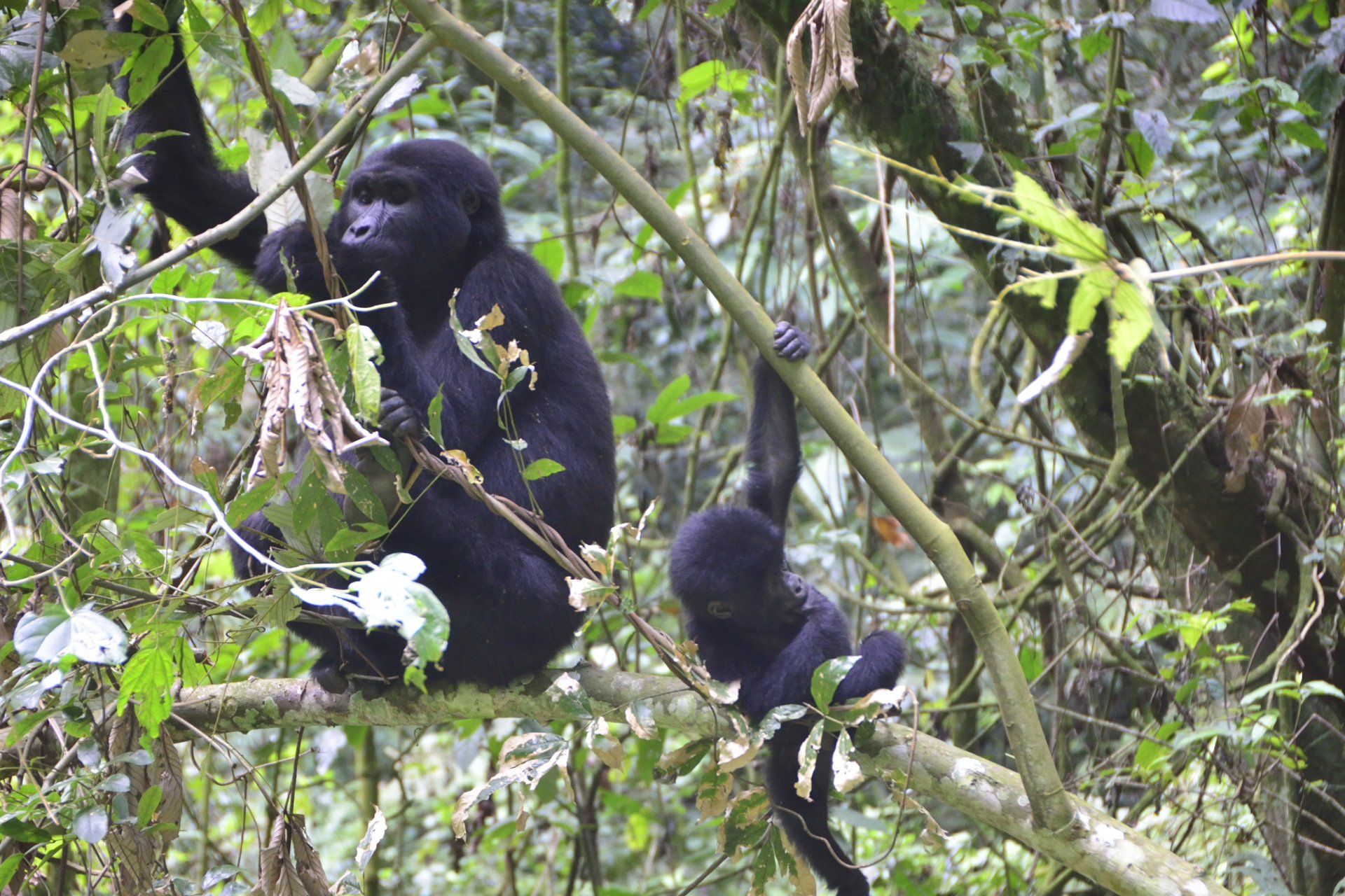 Chimps & Primates Safari Uganda by Mist Rwanda Safaris