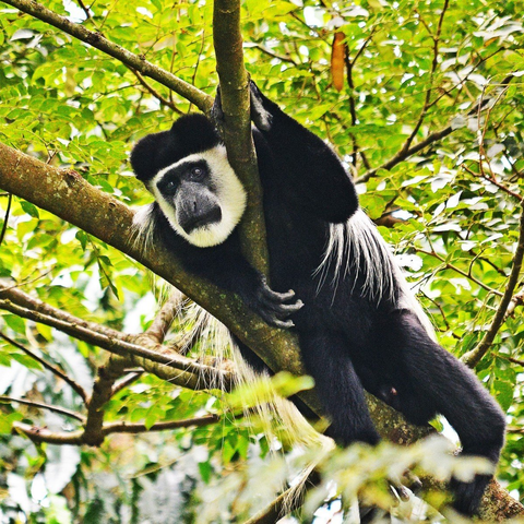 Primates Uganda - Mist Rwanda Safaris