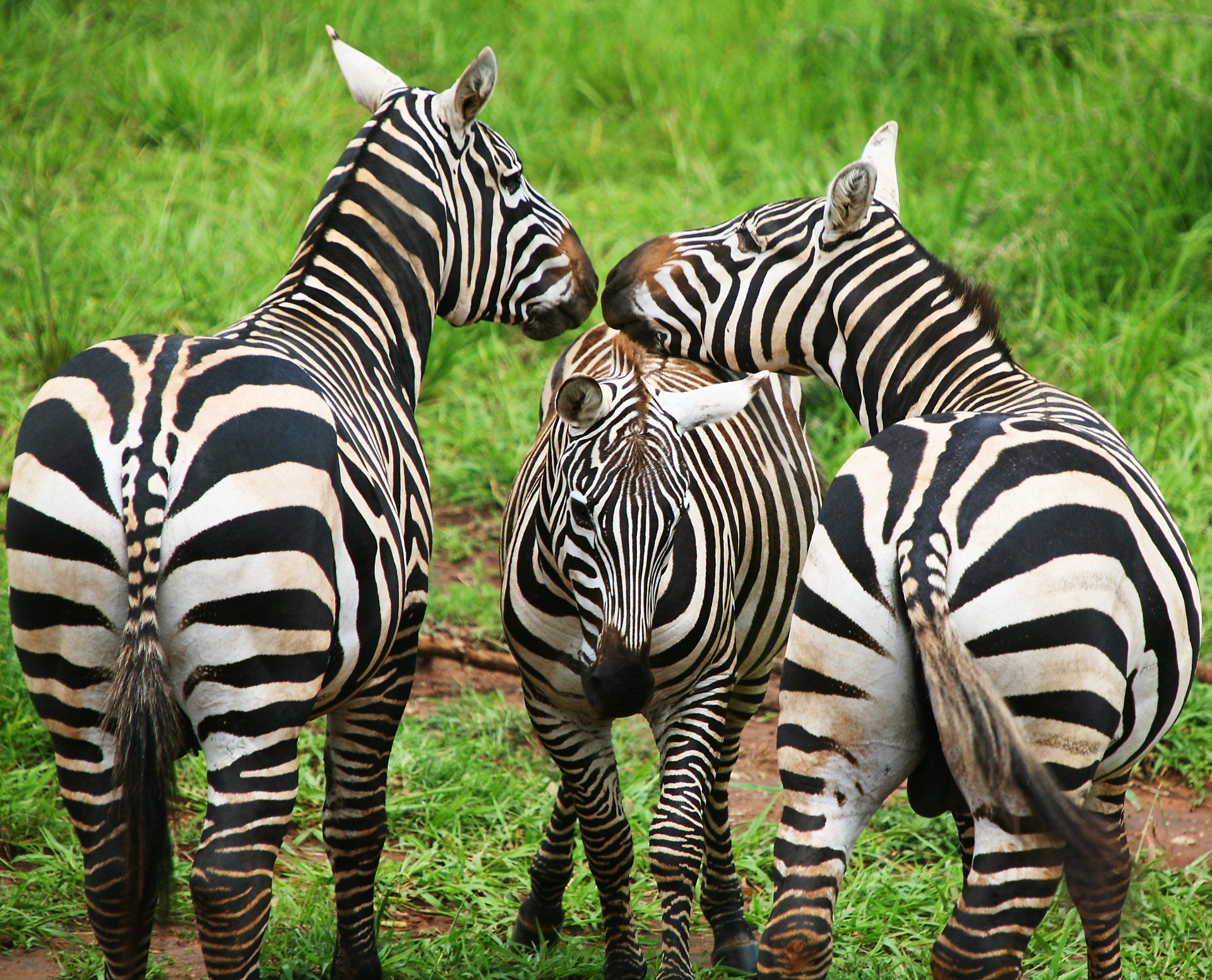 Zebras on the Chimps and Primates Safari Uganda by Mist Rwanda Safaris