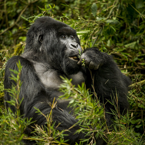 Gorilla Safari packing list when travelling to Uganda and Rwanda
