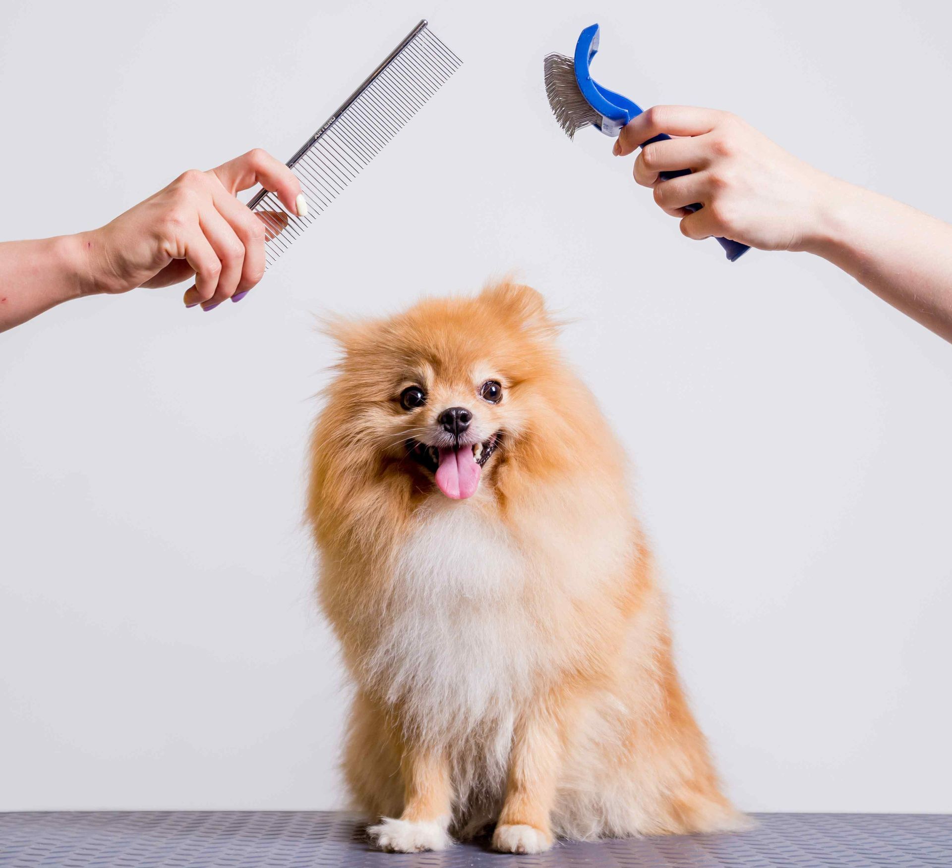 small dog sitting on a table with 2 hands above it holding brushes