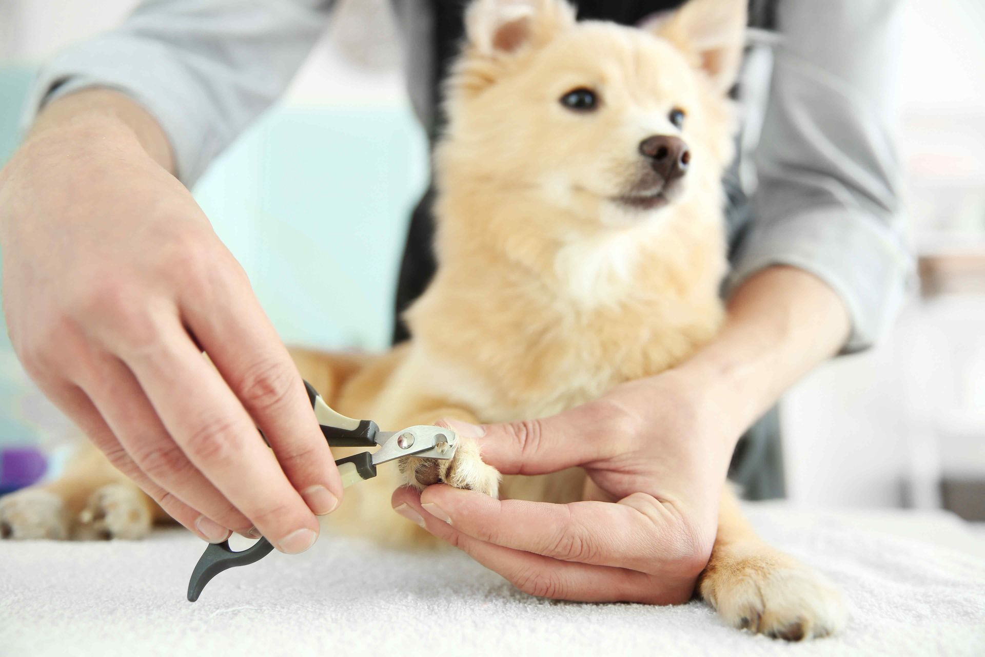 dog getting its nails trimmed by a mobile pet groomer