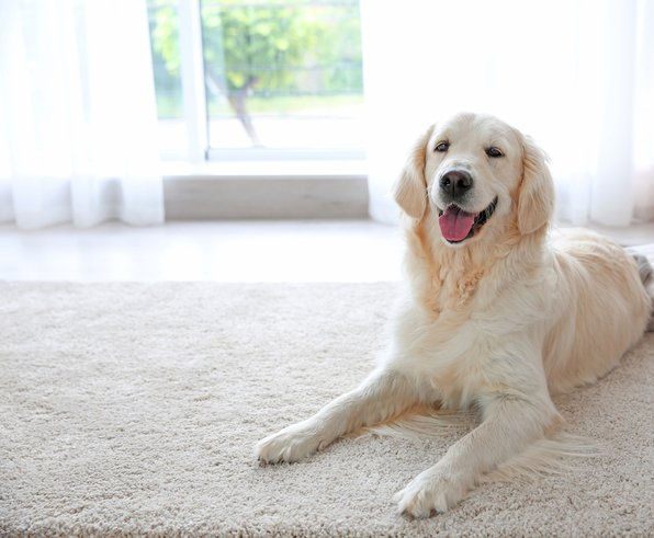 Picture of a golden retriever dog lying on the carpet.