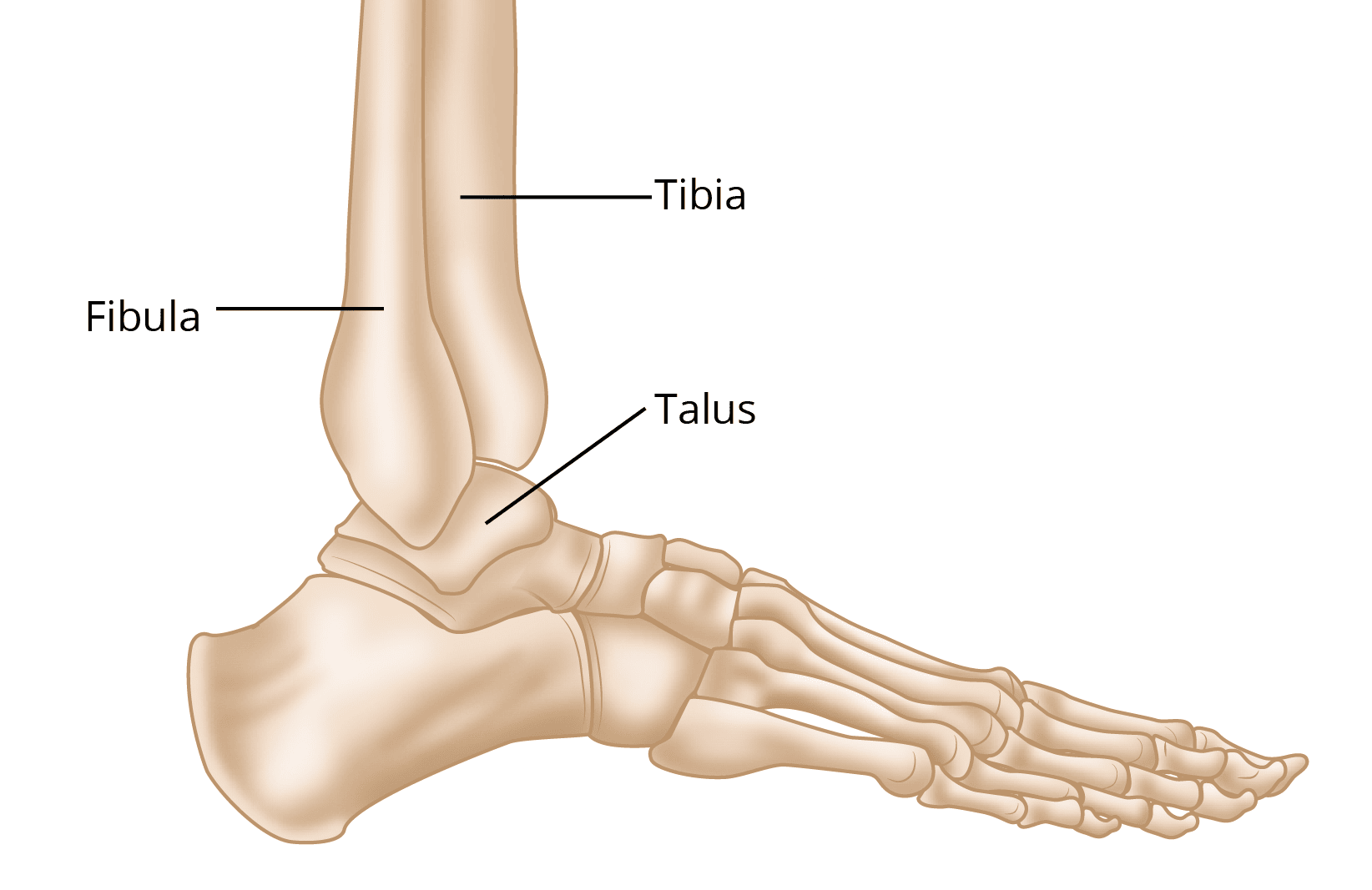Exploring The Ankle Joint