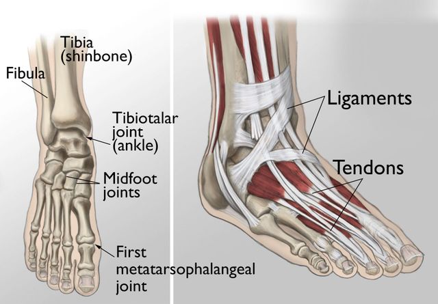 Ankle Sprain or Ligament Injury - Bunbury Foot & Ankle Surgeon