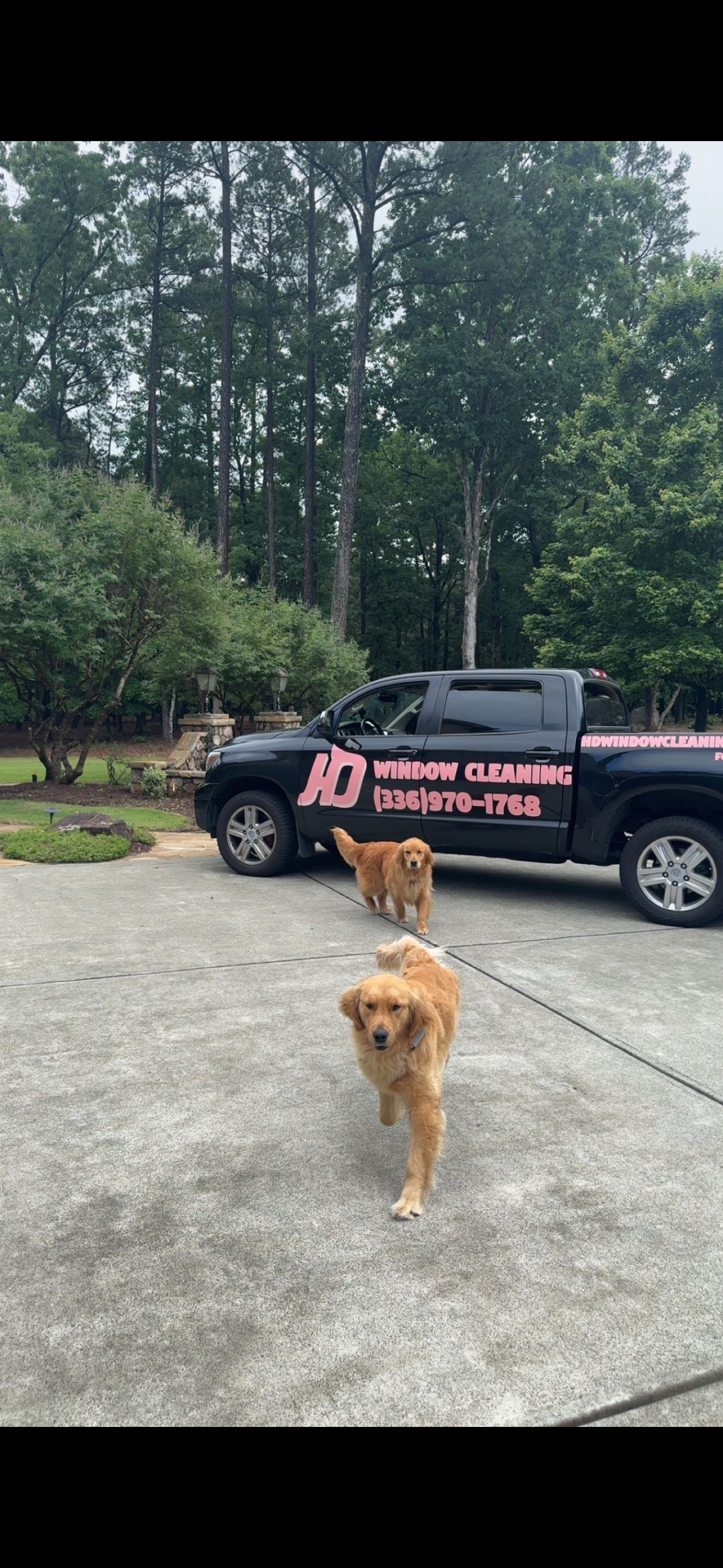 Two golden retrievers on leashes, walking towards the camera in front of a black truck.