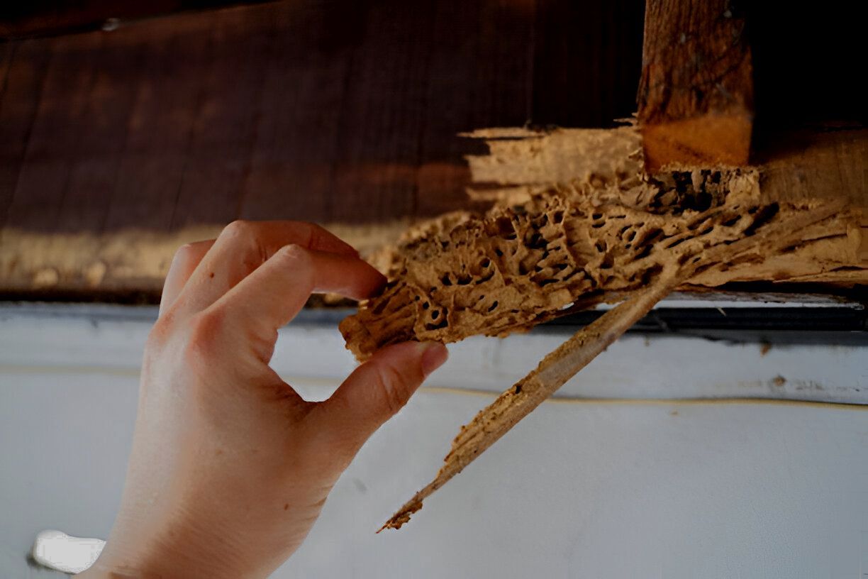 A person is holding a piece of wood in their hand.