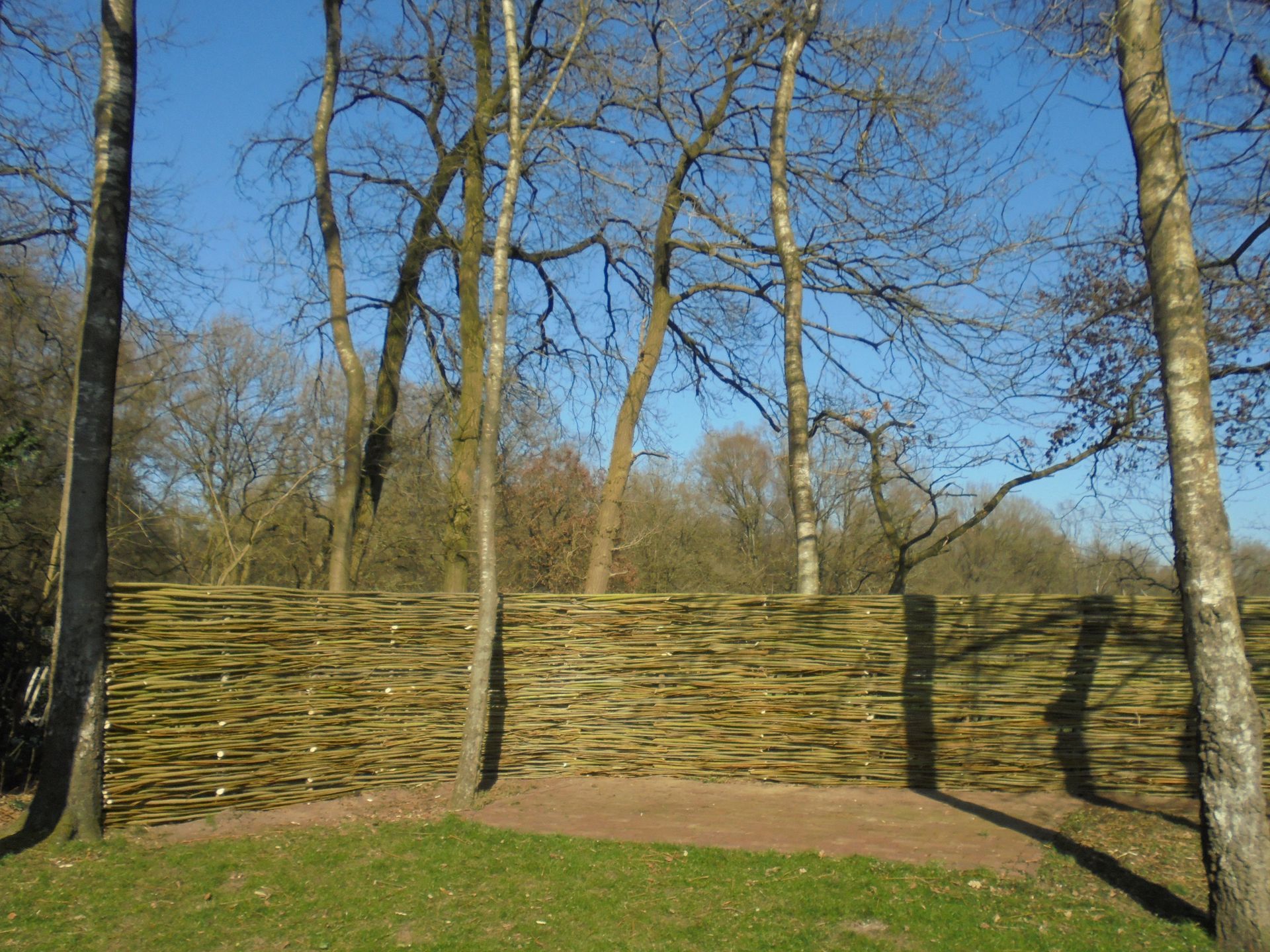 Wilgen Schuttingen op Maat 