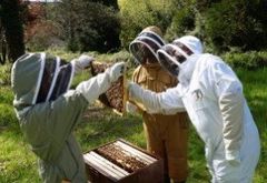 Inspecting a beehive