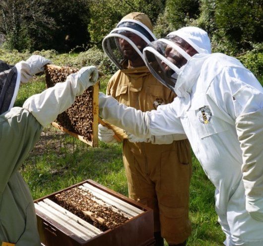 Lifting frames out of a beehive