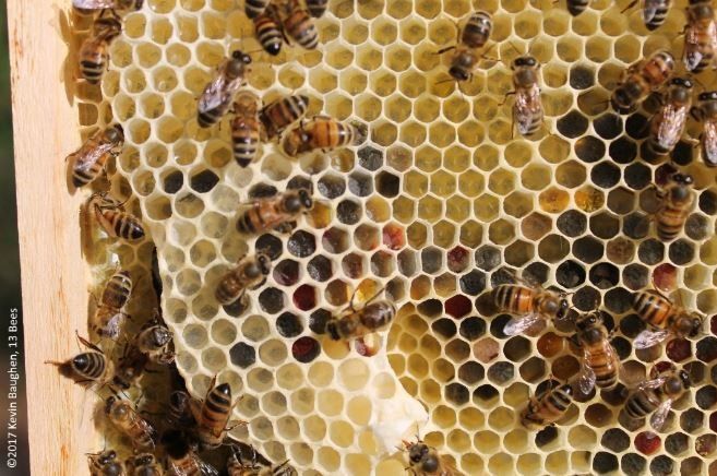 Coloured pollen and new eggs on frames in a beehive