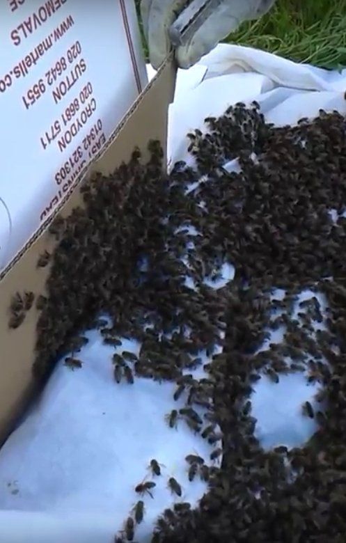 Marching a swarm of bees into a new home video