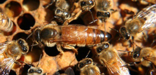 New queen bee surrounded by courtiers
