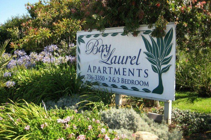 Bay Laurel