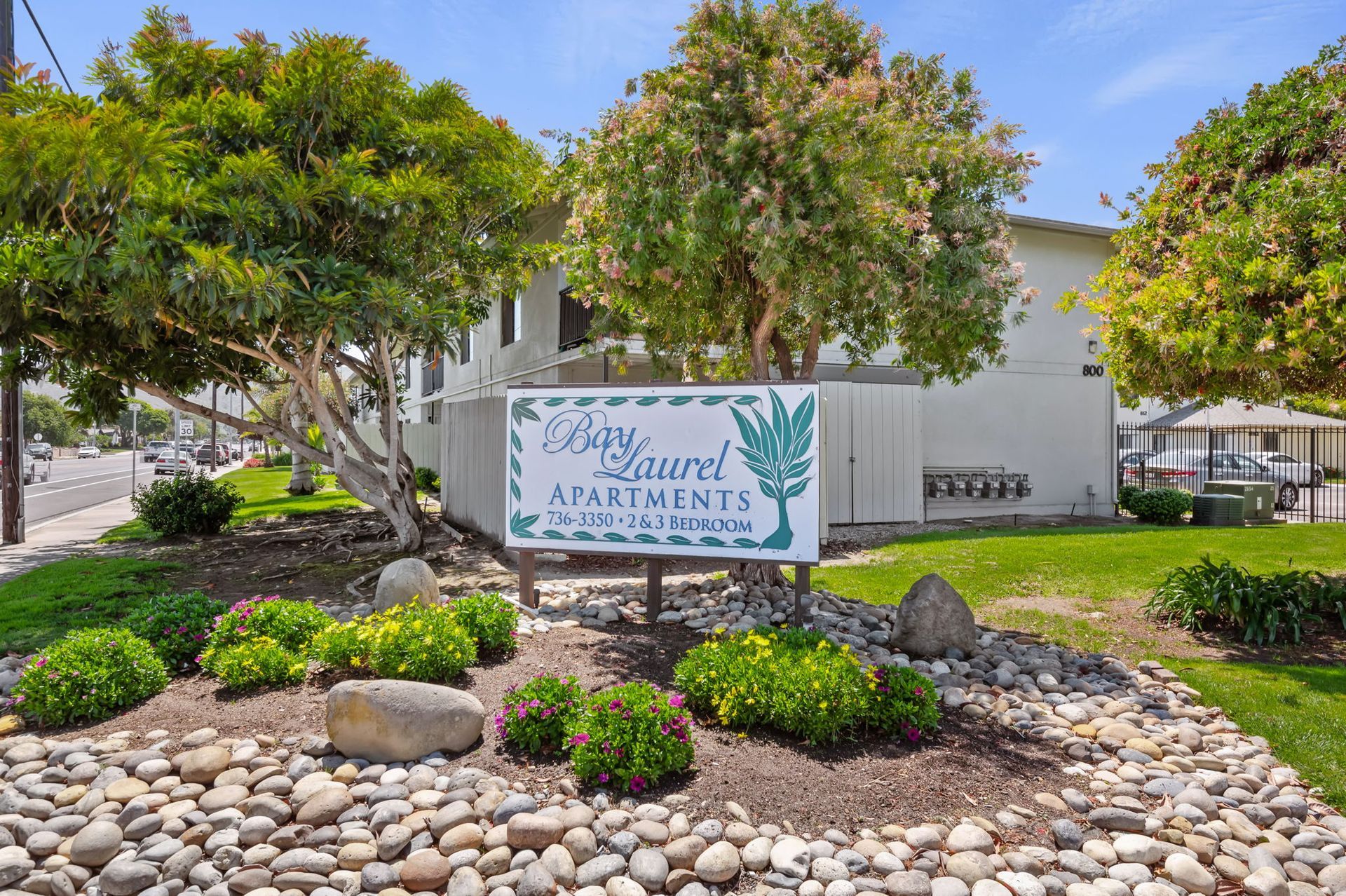 Bay Laurel