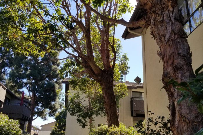 cedar glenn common areas